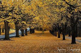 Fuyu fruit are excellent, the equal of astringent dai dai maru with the advantage of being able to be eaten while firm. Elm Avenue Armidale Nsw End Of Stephane Photography Facebook