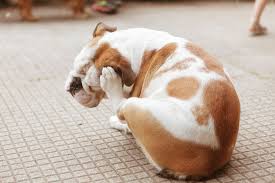 Vets have recommended organic neem oil for years as a natural way to get rid of the bugs and heal animal skin. How To Get Rid Of Fleas In The House Home Remedies For Killing Fleas On Dogs And Cats