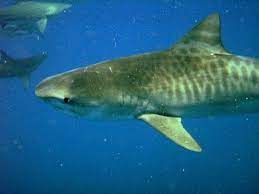 Check spelling or type a new query. Tiburon Tigre Ecured