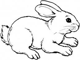 Line Drawings Of Animals Cute Animal Rabbit Coloring Books Sheet For Kids Drawing Farm Animal Coloring Pages Bunny Coloring Pages Animal Coloring Pages