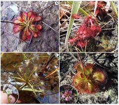 Image result for Droseraceae