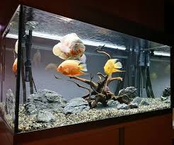 Acuarios cuadrados peceras y acuarios aspirador piedras acuario nano pumpe aquarium decoracion colgante acuario decoracion de acuarios les acuario acuarios pra peces filtro a acuario roca piedra. Iluminacion Para Acuario Y Pecera Guia Acuario3web Decoracion De Pecera Acuario De Ciclidos Decoraciones De Acuario De Peces