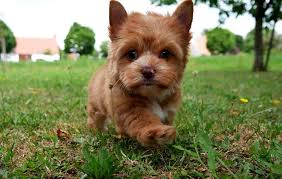 enerji dolu sus kopegi yorkshire terrier kopek yavru kopek