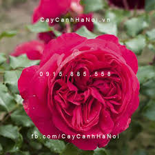 Kết quả hình ảnh cho hình ảnh hoa hồng