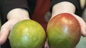In diesem video geht es darum reife und leckere avocados zu erkennen, sie zu schneiden und zu entkernen.gibt die avocado bei einem leichten druck auf die sch. Wo Reifen Harte Mangos Am Besten Nach Genuss
