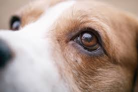 The disease starts out appearing as a small red bump that sticks up above the third eyelid and is located in the corner of the eye. Cherry Eye In Dogs Pdsa