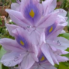 Image result for Pontederia crassipes