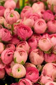 La Belle Vie Beautiful Flowers Flower Market Pretty Flowers