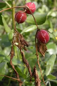 Image result for Diplocyclos