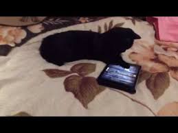 Ipad Game Cat Ipad Games Cat Mouse Cats