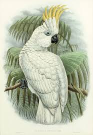 John Gould Hart Lithograph Cacatua