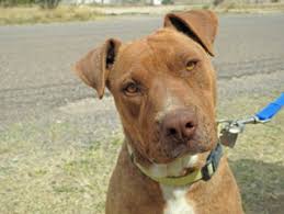 You will be emailed an application to fill out. Thank You Brody For Being Our Flight Sponsor Dog Is My Copilot