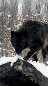 You can also upload and share your favorite wolf 4k desktop wallpapers. Wolf Wallpaper Iphone 6 Posted By John Walker