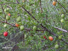 Image result for Ximenia afra