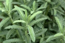 Image result for Lavandula dentata