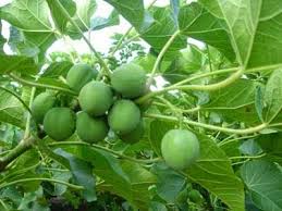 Maybe you would like to learn more about one of these? 14 Tumbuhan Beracun Paling Mematikan Dosenbiologi Com