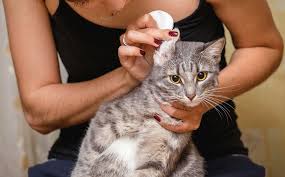 Bacterial infection a skin infection like cellulitis or erysipelas could result in red ears. Signs Of Illness In Cats Cat Health Cats Guide Omlet Us