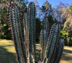 Image result for Euphorbia confinalis