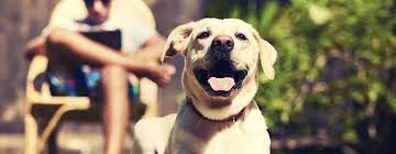 Topconsumerreviews.com reviews and ranks the 12 best pet insurance companies available today. Pet Insurance Reviews Healthy Paws Pet Insurance