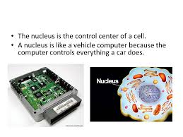 Cells are one of the important building blocks of living organisms. A Cell Is Like A Car Because A Car Has Many Different Parts And Works The Same Way Ppt Download