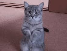 Share the best gifs now >>> Thank You Kittens Gifs Tenor