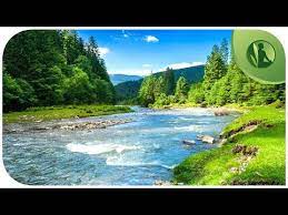 33 likes · 2 talking about this. Sons Da Natureza Passaros Musica Para Meditacao E Relaxamento Profundo Youtube