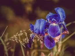 We did not find results for: What Is The Symbolic Meaning Of The Iris Flower Amanda Linette Meder