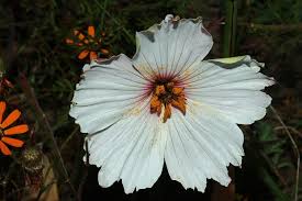 Image result for Monsonia