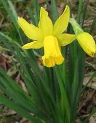 Daffodil Flowers How To Plant Grow And Care For Narcissus Bulbs Daffodils Narcissus Bulbs Narcissus