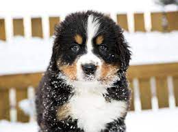 Die pflege und haltung eines bernersennenhund welpen. Erziehung Das Ist Beim Berner Sennenhund Wichtig