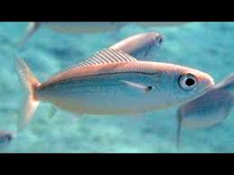 Image result for Boops boops