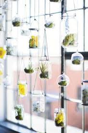 Ganz Viele Hange Pflanzer Ans Loft Fenster So Schon Wie Ihr Sehen Konnt Muss Man Dafur Nicht Gross Einkaufen E Hangende Sukkulenten Glasgefass Pflanzideen