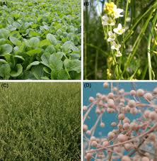 Image result for Crambe