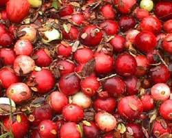 Ocean Spray Craisin Manufacturing Markham Washington Food Processing Technology