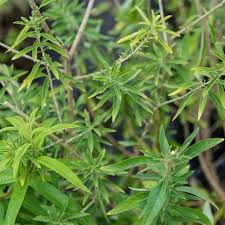 Image result for Lippia javanica