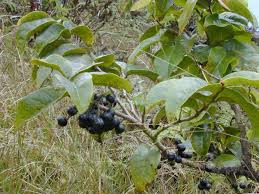 Image result for Antidesma membranaceum