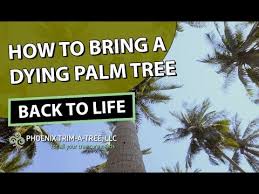 Check spelling or type a new query. How To Bring A Dying Palm Tree Back To Life Youtube