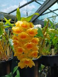 Image result for Dierama densiflorum