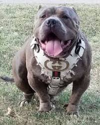 Get a big american bully/ pit bull puppy from big gemini kennels. American Bully Xl Pitbull Breeders Of Xxl Pit Bull Puppies