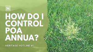 Image result for Poa annua