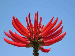 Image result for Erythrina × coddii