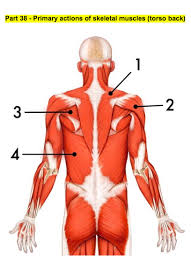Superficial muscles of the torso. Primary Actions Of Skeletal Muscles Torso Back Diagram Quizlet