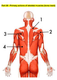 Intrinsic back muscles often occur in exams. Primary Actions Of Skeletal Muscles Torso Back Diagram Quizlet