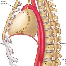 Your rib cage plays an important role in respiration, expanding and contracting as your respiratory muscles your rib cage defines your body's thoracic region, and includes your sternum, your 12 thoracic pain that feels like a side stitch you might get while running. Lateral View Of The Left Diaphragm Download Scientific Diagram