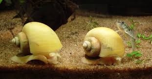 What should i do if my snail dies in my aquarium? How Long Do Snails Sleep Know Snail Sleep Duration Method Facts