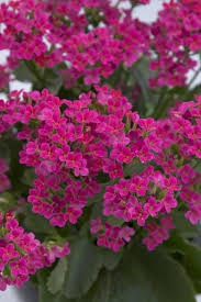 Calandiva Kalanchoe Blossfeldiana Hot Pink Flower Blossom Succulent Indoor Blooming Houseplant Bare In 2020 Kalanchoe Blossfeldiana Indoor Flowering Plants Plants