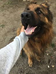 Mery Adli Kullanicinin Animals Panosundaki Pin Hayvanlar Fotografcilik Kopek