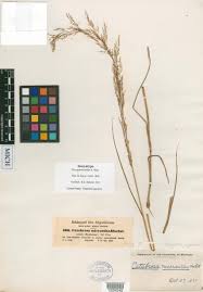 Image result for Eragrostis japonica