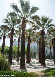 Image result for Washingtonia filifera