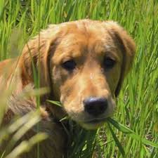 The american veterinary medical association (avma) reports that one in four dogs will develop cancer at some time in their life and that 50% of pets over the age of 10 will develop cancer. Why Dogs Eat Grass When To Worry Ask Ariel